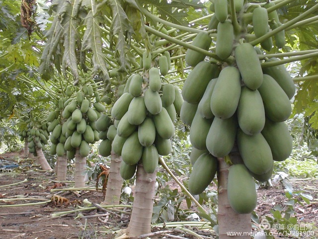 2018-14 papaya